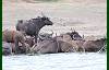 Buffalo and and birds (oxpeckers) together